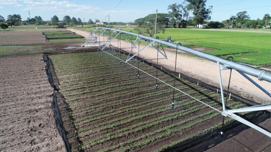 Abertura da Colheita do Arroz 2020 investe na busca de soluções ao produtor