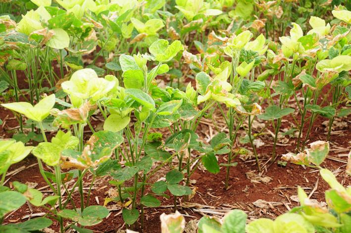 Chuva em excesso afeta produção de soja no RS