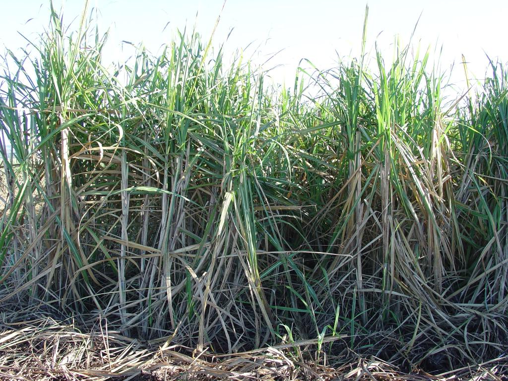 FMC realiza palestra especializada sobre plantas daninhas no Agronegócios Copercana