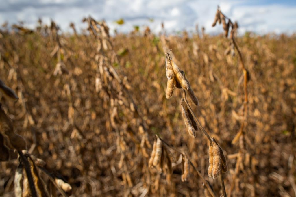 Em último levantamento da safra 20/21, soja, arroz e trigo mostram desempenho positivo em Goiás