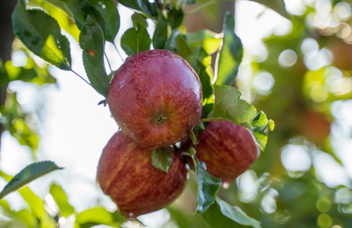 Maçã com origem certificada avança no mercado brasileiro