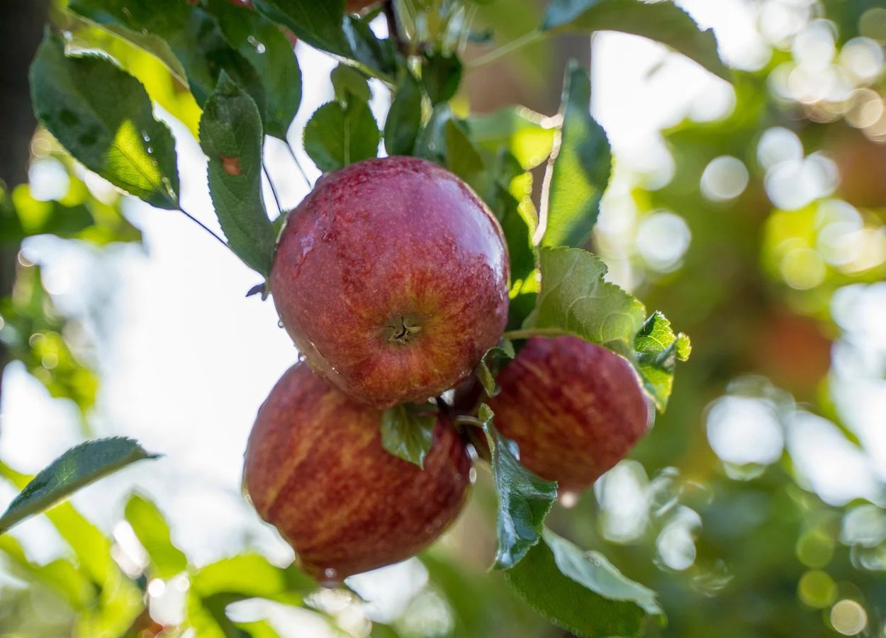 Maçã com origem certificada avança no mercado brasileiro