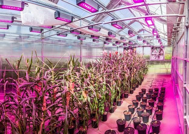 Pesquisa mapeia avanços para criação de plantas mais resistentes à crise climática