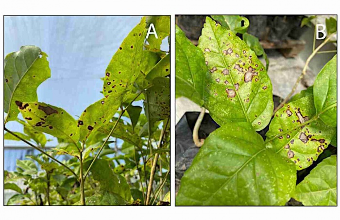 Fungo Corynespora cassiicola causa mancha-alvo em ipês no Brasil