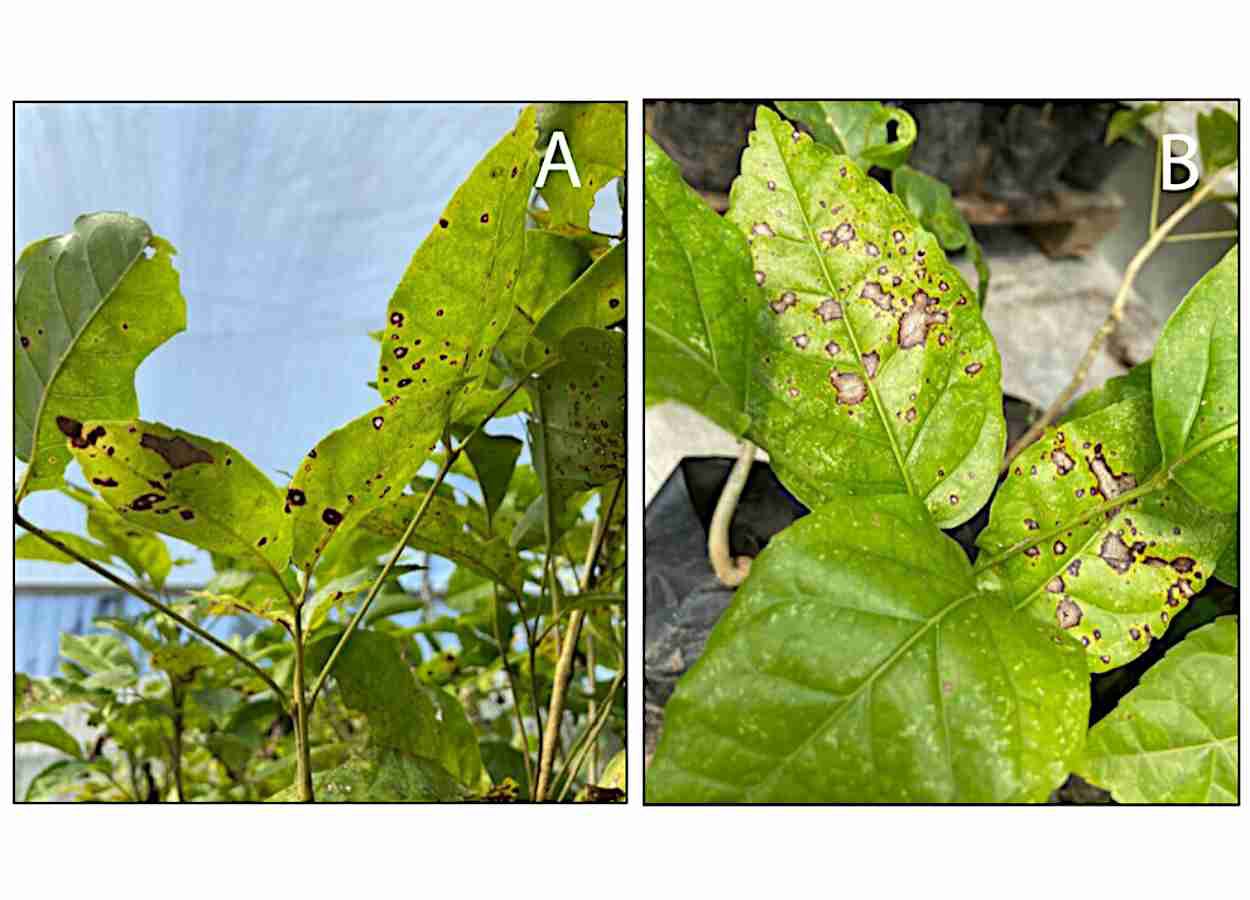 Fungo Corynespora cassiicola causa mancha-alvo em ipês no Brasil