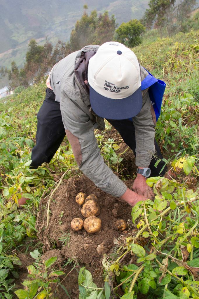 Basf apresenta programa que auxilia o produtor de batatas no Peru