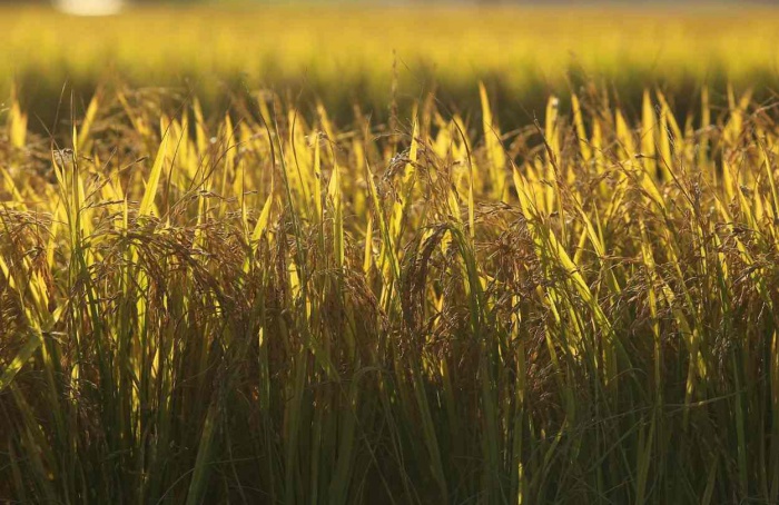 Arrozeiros pedem mudanças na MP das dívidas rurais