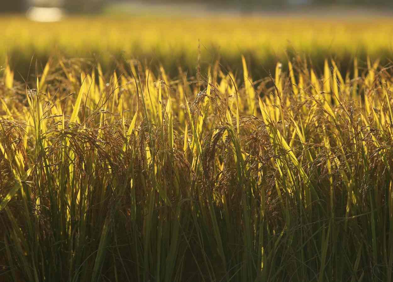 Arrozeiros pedem mudanças na MP das dívidas rurais