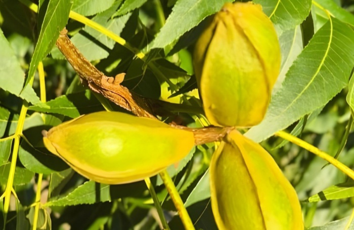 Safra de noz-pecã pode atingir 7 mil toneladas em 2026