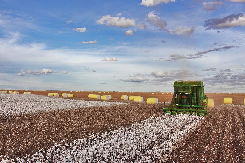 Bahia prevê crescimento de 15% na produção de algodão