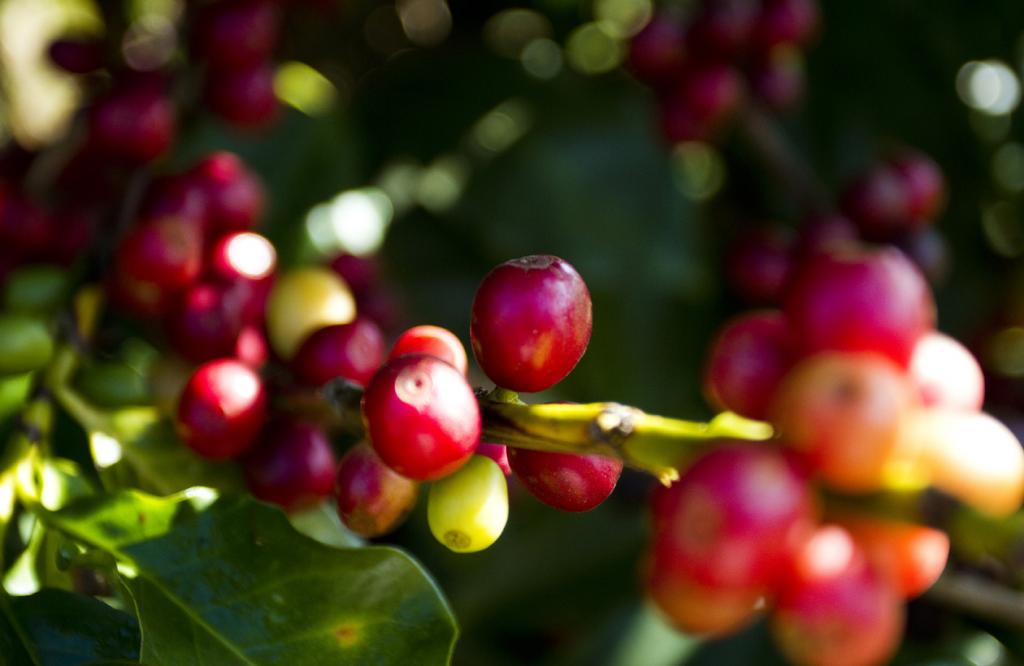 FMC auxilia cafeicultores com soluções para produtividade na FECOM