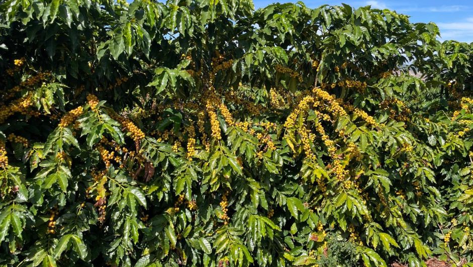 Foto:&nbsp;Antônio Carlos Baião