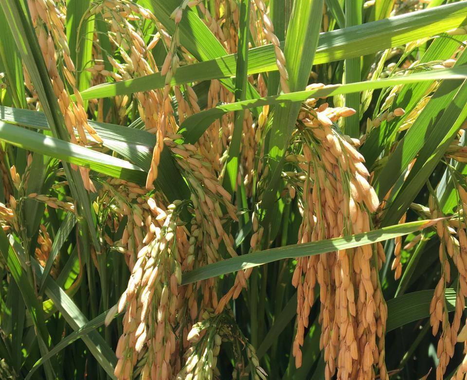 Preços do arroz gaúcho mantém alta em novembro