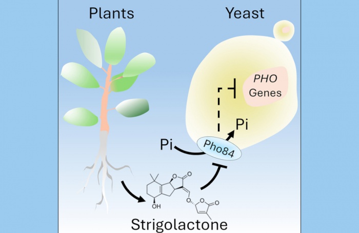 Comunicação molecular entre plantas e fungos é decifrada por pesquisadores