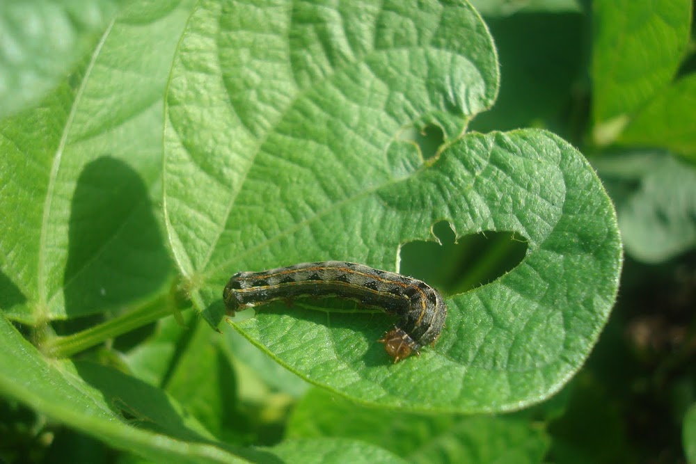 Figura 2_Spodoptera cosmioides em feijoeiro_ Foto Daniel Fragoso