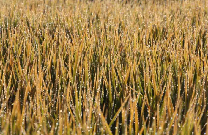 Arroz para exportação chega a R$ 90 por saca no RS