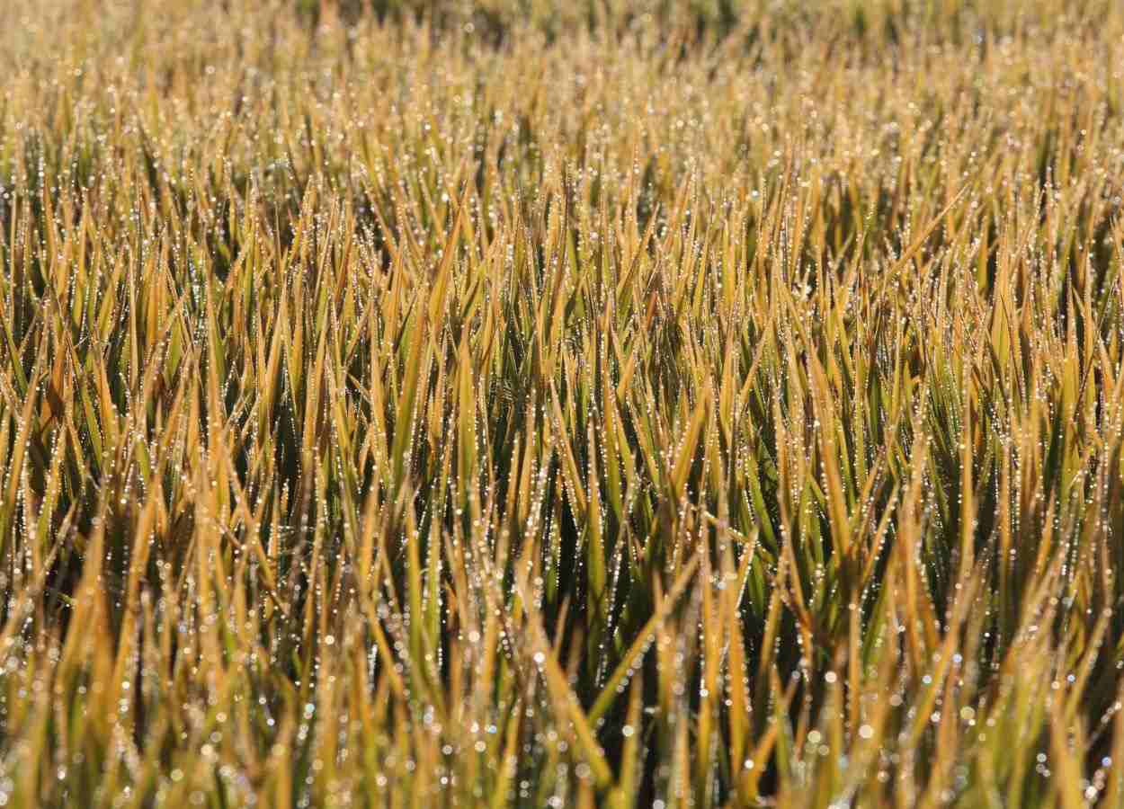 Arroz para exportação chega a R$ 90 por saca no RS