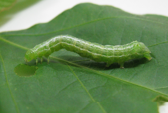 Figure 8. Span-sized caterpillar. (Photo: F.J. Celoto/Lab. MIP – Unesp/Ilha Solteira)