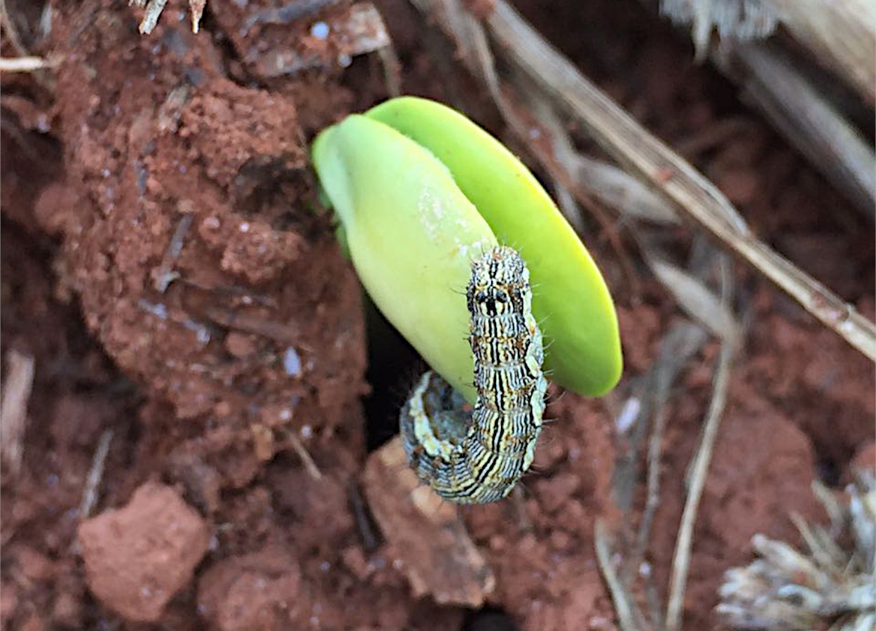 Estudo indica aceleração no ciclo de vida de "Helicoverpa armigera"