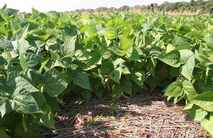 Estudo indica as melhores datas para plantar feijão em Goiás