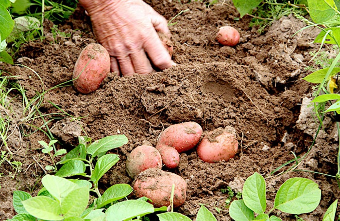 Ministério da Agricultura divulga zoneamentos para cultivo de batata