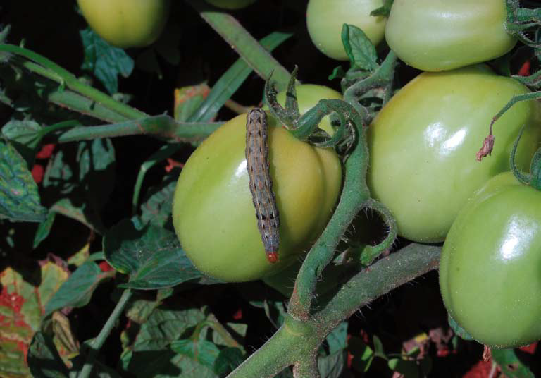 Compatibilidade de controle químico e biológico nas pragas que atacam tomateiro