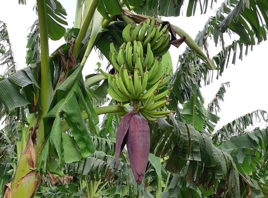 Evento técnico apresenta resultados de pesquisa com banana tipo terra