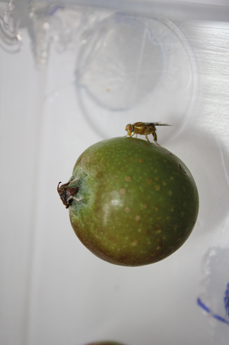  Oviposição de Anastrepha fraterculus (Diptera: Tephritidae) em fruto verde de maçã (tamanho real do fruto: 20mm)