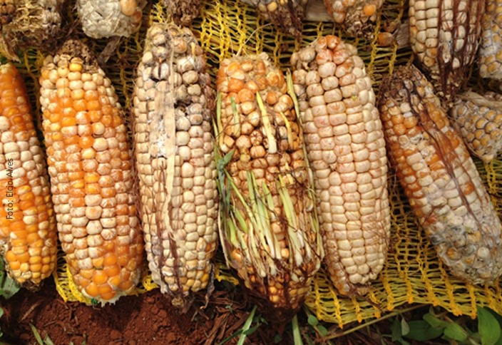 Ativum®  Fungicida para a soja, milho e trigo – Sinuelo Agrícola