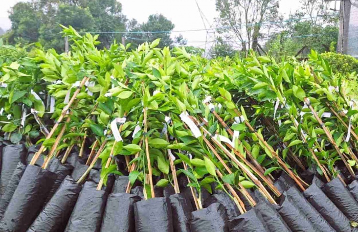 Defesa Vegetal promove controle no ingresso de mudas para proteger a citricultura gaúcha