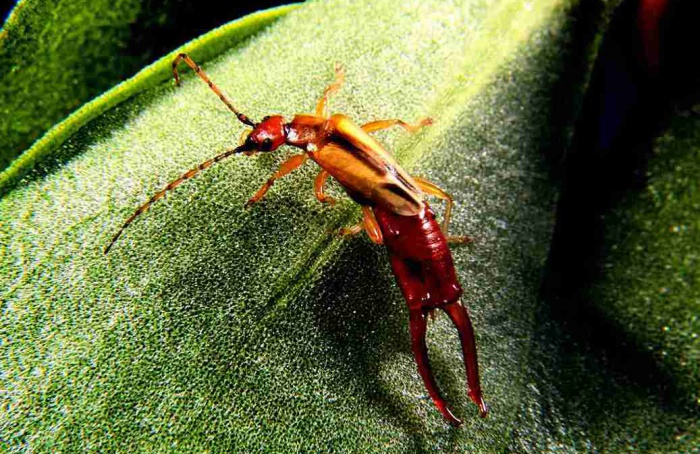 Predação noturna pode superar a diurna