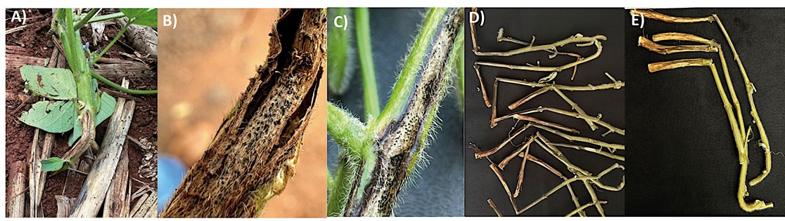 <b>Figura 1 - </b>plantas de soja utilizadas nesta pesquisa que apresentavam sintomas de quebramento de haste. A) e B) A planta foi amostrada na cidade de Ubiratã (PR), em novembro de 2023. C) Hastes de soja com estruturas fúngicas de picnídios que foram identificadas como D. longicolla, em amostra coletada na cidade de Vargeão (SC), no mês de janeiro de 2024. D) e E) Hastes de plantas de soja sintomáticas coletadas nas cidades de Passo Fundo e Erebango, respectivamente, no Rio Grande do Sul; ambas as amostras foram coletadas no mês de janeiro de 2024