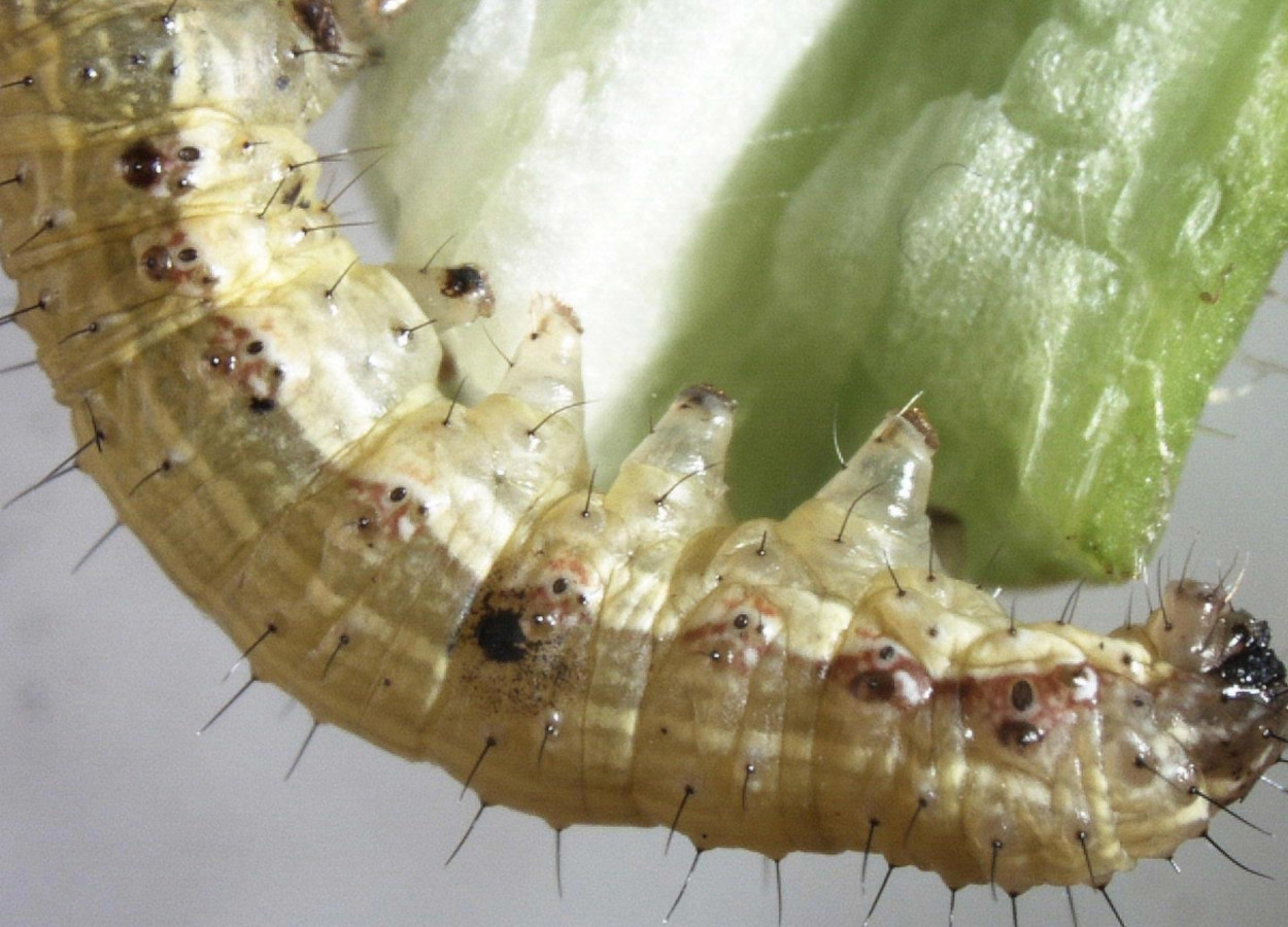 Foto: Charles Olsen - USDA APHIS PPQ