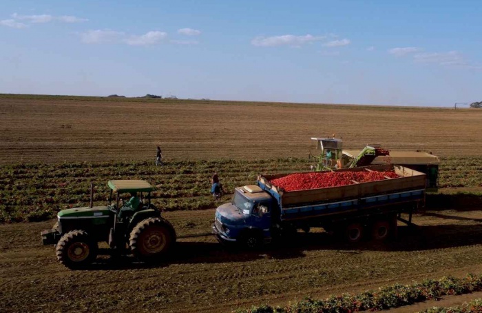 Fugini inicia colheita de tomate da safra 2025