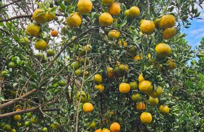 Goiás registra novos casos suspeitos de greening em citros