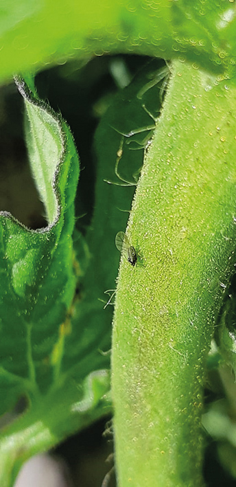 Presença do pulgão alado, inseto transmissor de PVY, no tomateiro 