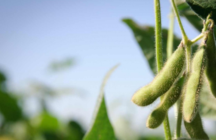 Nitrogênio na soja tardia não eleva produtividade nos EUA