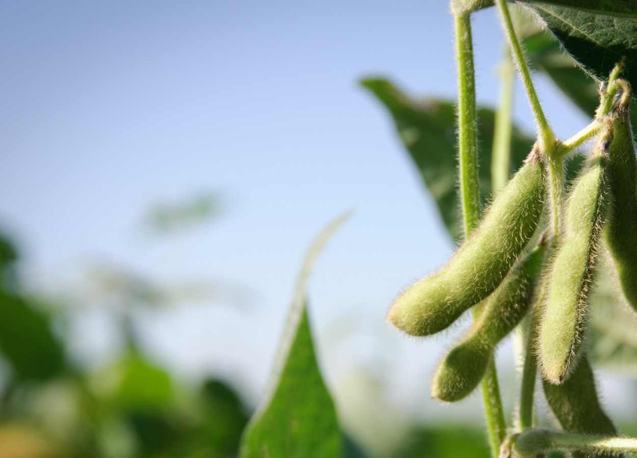 Nitrogênio na soja tardia não eleva produtividade nos EUA