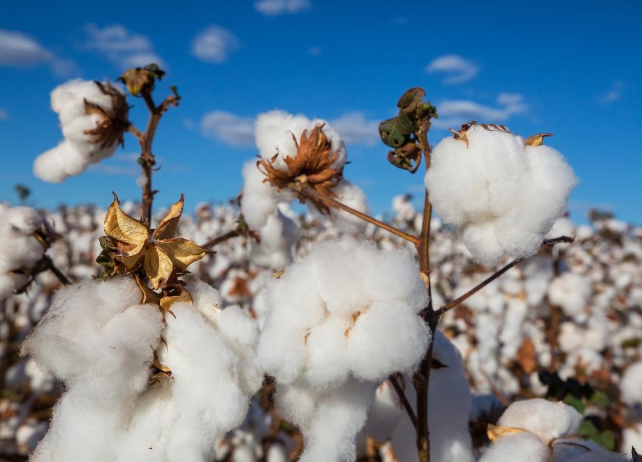 StoneX mantém estimativa para a safra de algodão 2025/26