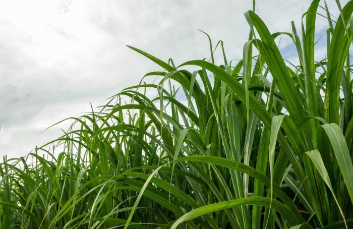 UFSCar apresenta variedades de cana com foco sustentável