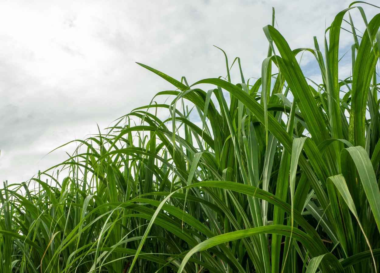 UFSCar apresenta variedades de cana com foco sustentável