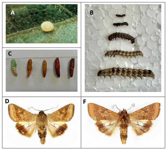 Figura 1. Ovo (A), lagartas (B), pupas (C), adultos: fêmea (D) e macho (F) de Helicoverpa armigera.