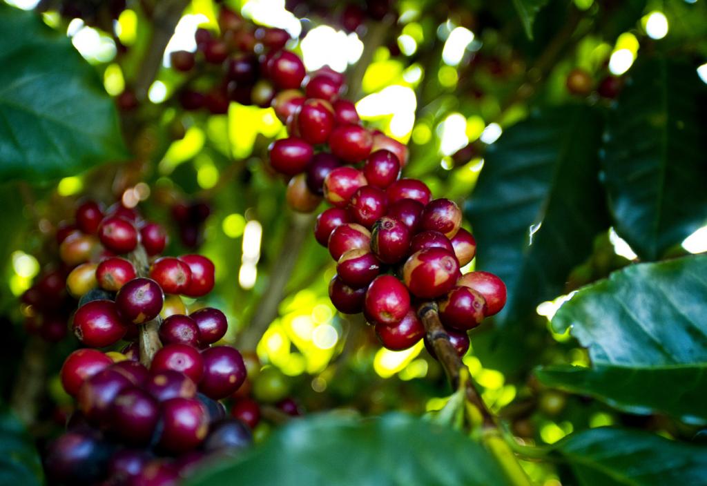 FMC apresenta soluções para controle de pragas e doenças do café