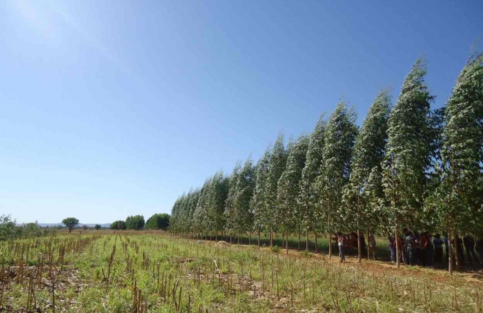 Diversificação de culturas dobra fixação de carbono no solo