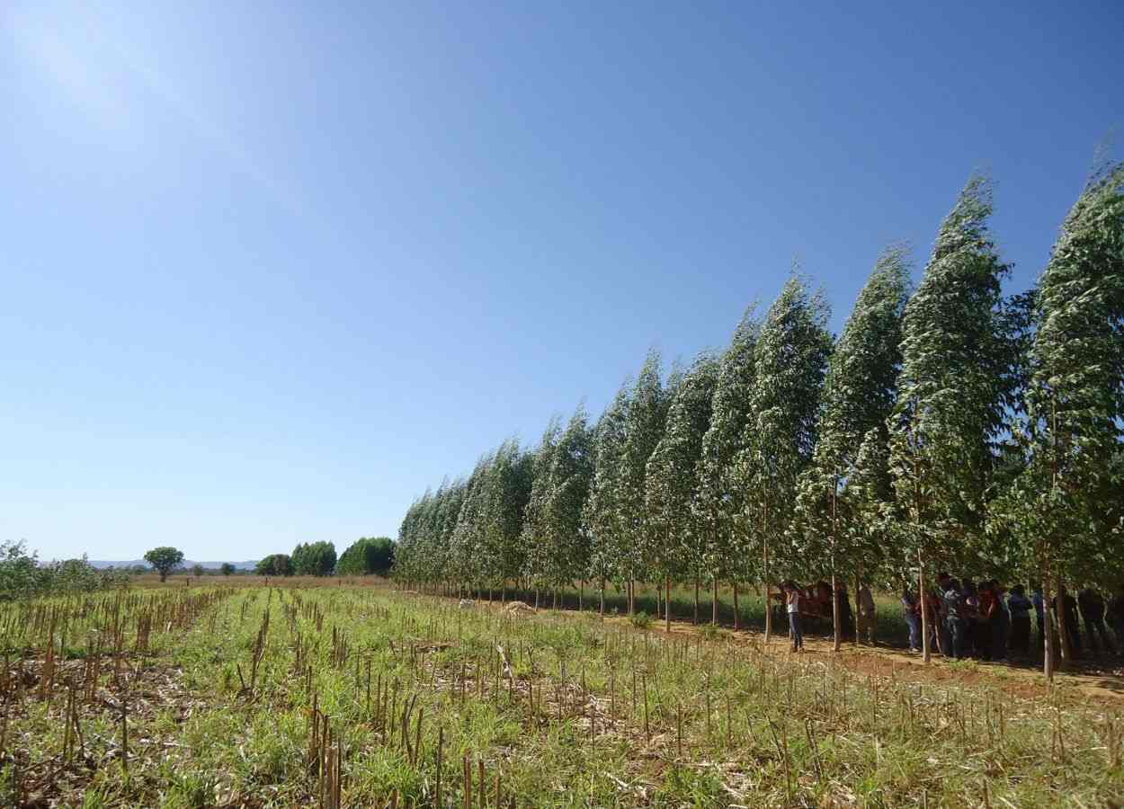 Diversificação de culturas dobra fixação de carbono no solo