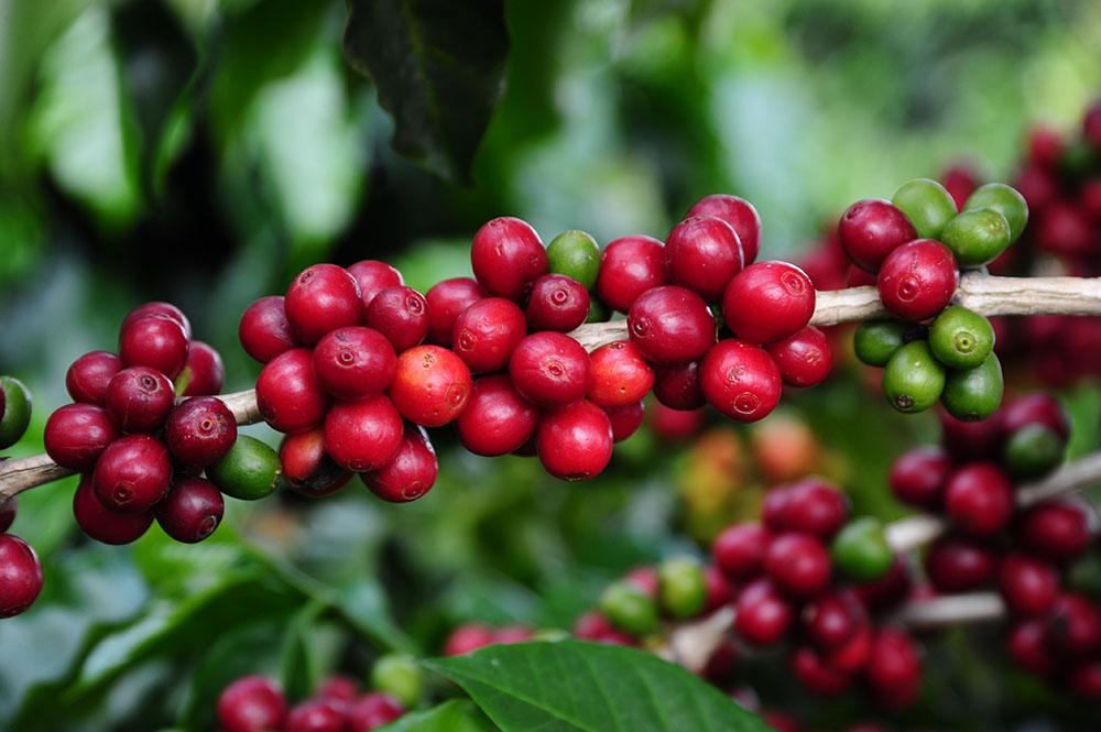 ​Concurso de Cafés de Qualidade da Região de Viçosa (MG) recebe inscrições até outubro