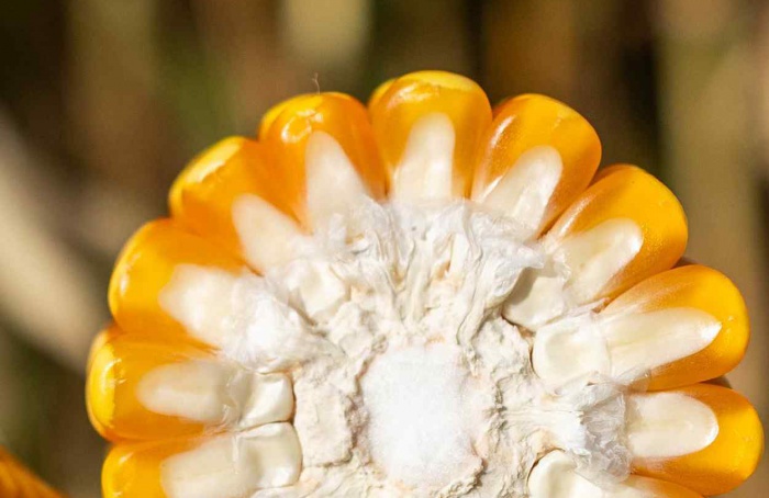 PR Safra 2025/26: exportações de milho disparam