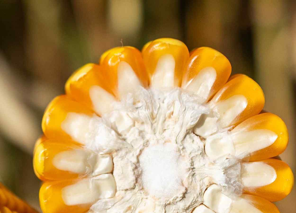 PR Safra 2025/26: exportações de milho disparam