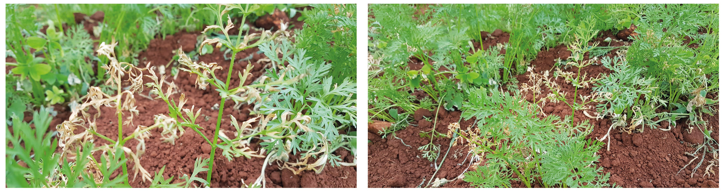 Figura 6 - Plantas de cenoura apresentam sintomas de fitotoxicidade (necrose) ocasionada por aplicação de metribuzin à folhagem das plantas, herbicida que não possui registro para uso nesta cultura.
