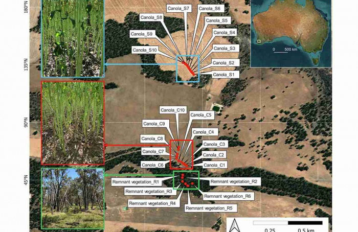 Microbioma do solo inibe mofo-branco em cultivos agrícolas